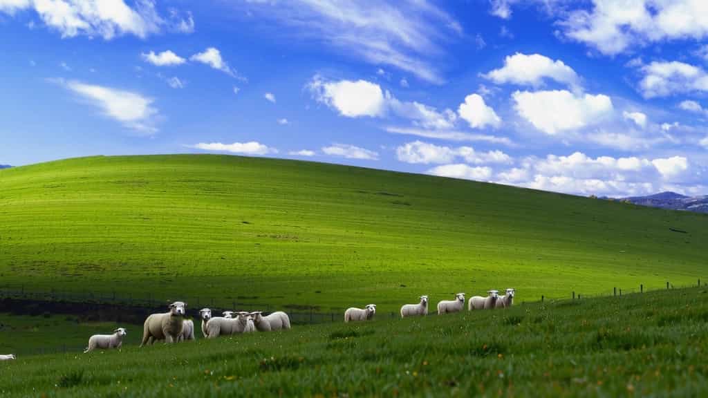 a herd of sheep, flock of sheep, lots of sheep