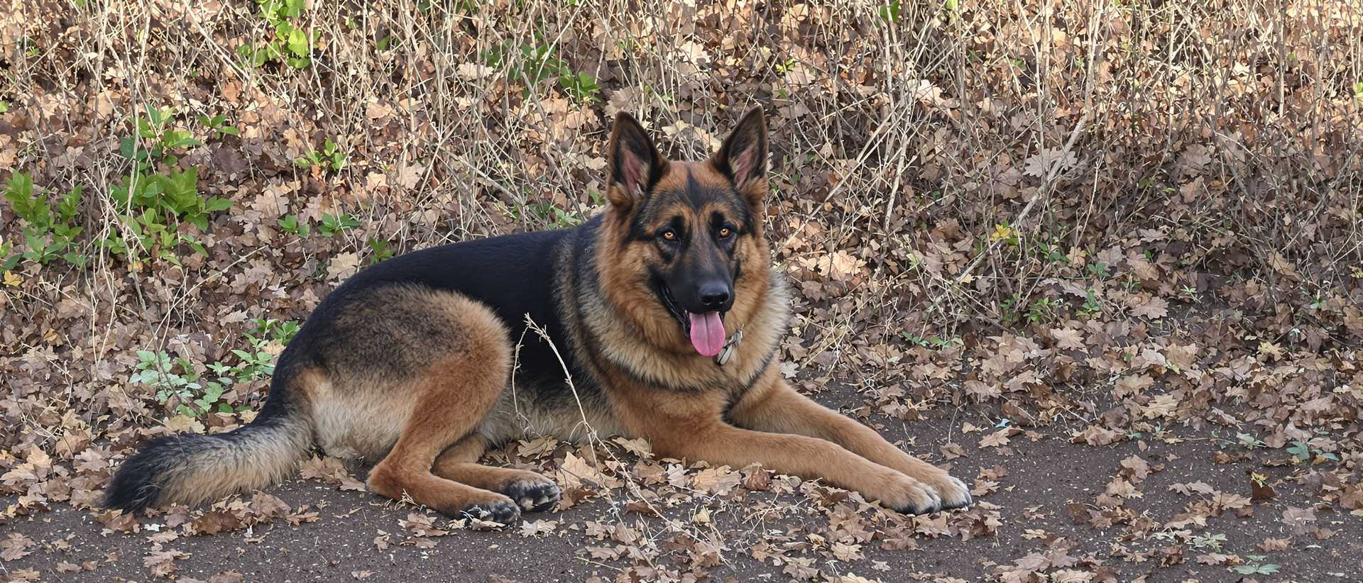 german shepherd