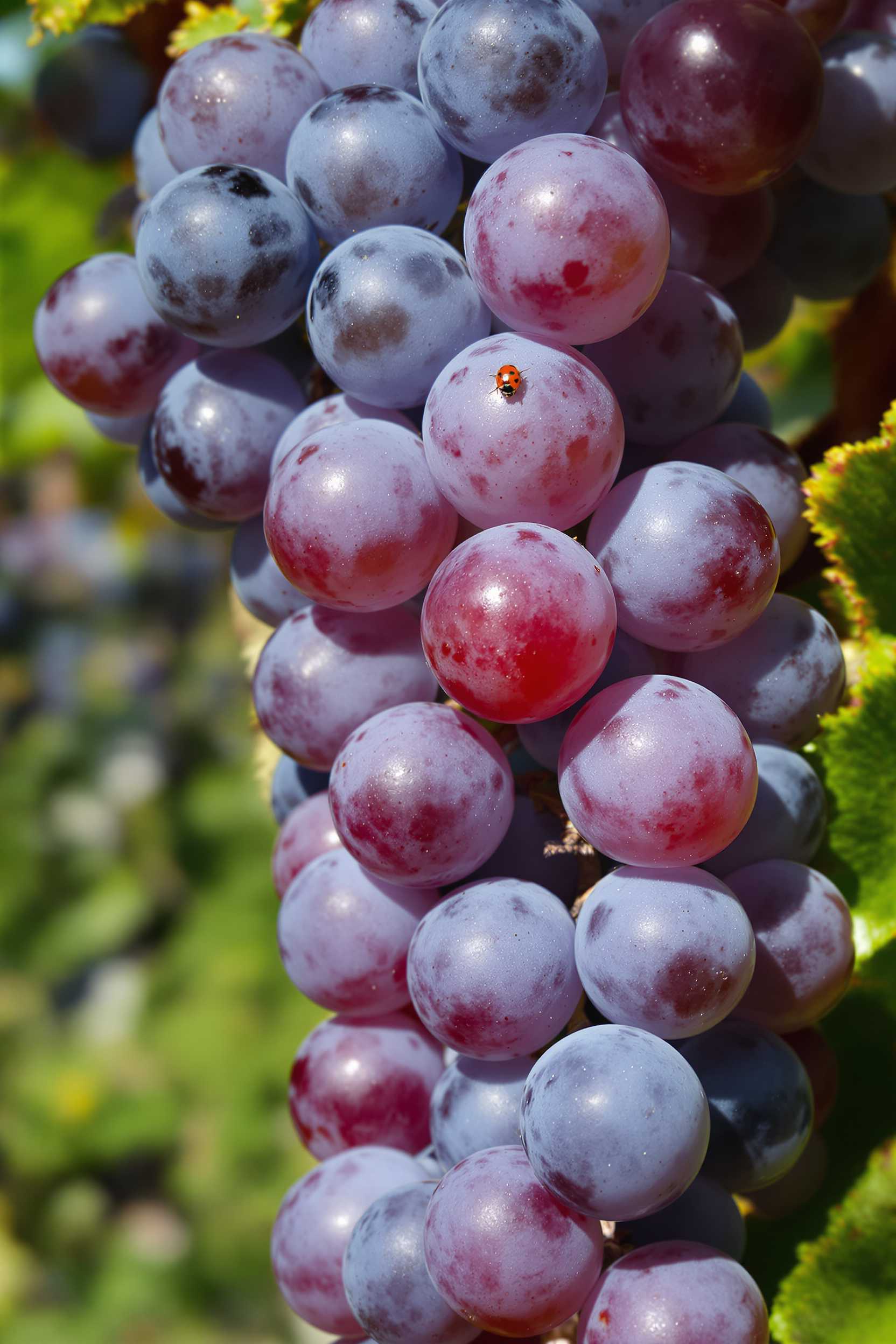 Ladybug on Grape Vine Closeup of Red and Purple Grapes