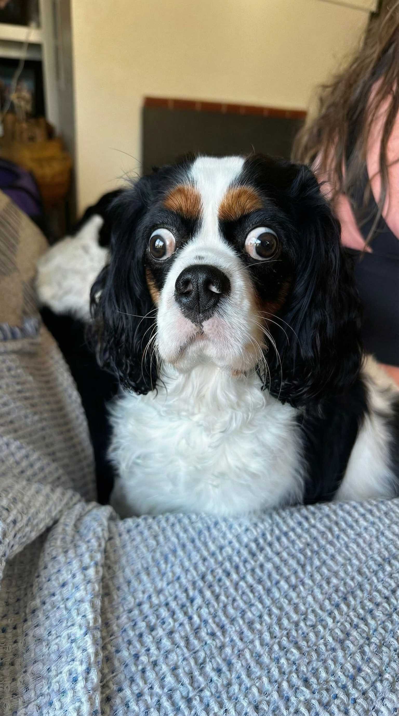 AI-generated image: Give the dog crazy eyes like the man (edited with Google Nano Banana Pro)
