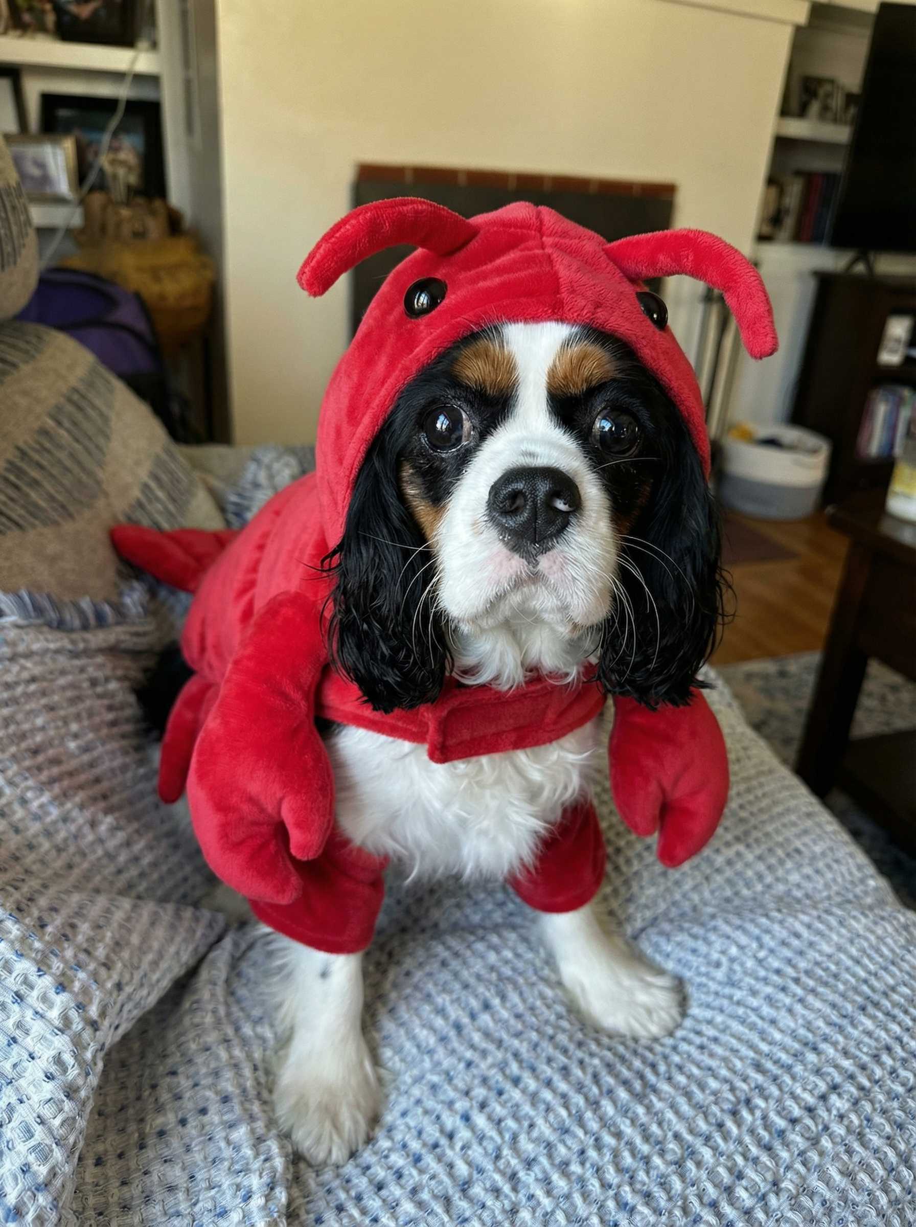 AI-generated image: Make the dog dressed like a lobster (edited with Google Nano Banana Pro)