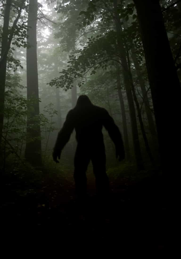 Mist and Shadows: The Enigma of Bigfoot