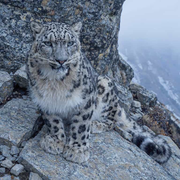 Snow Leopard's Steely Mountain Gaze