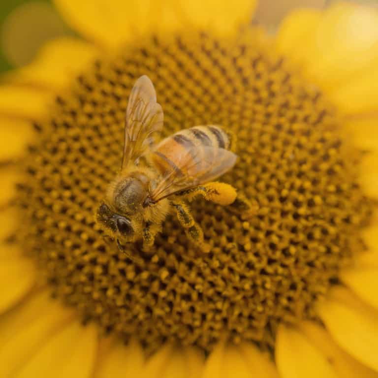 Bee Dusted in Sunflower Gold