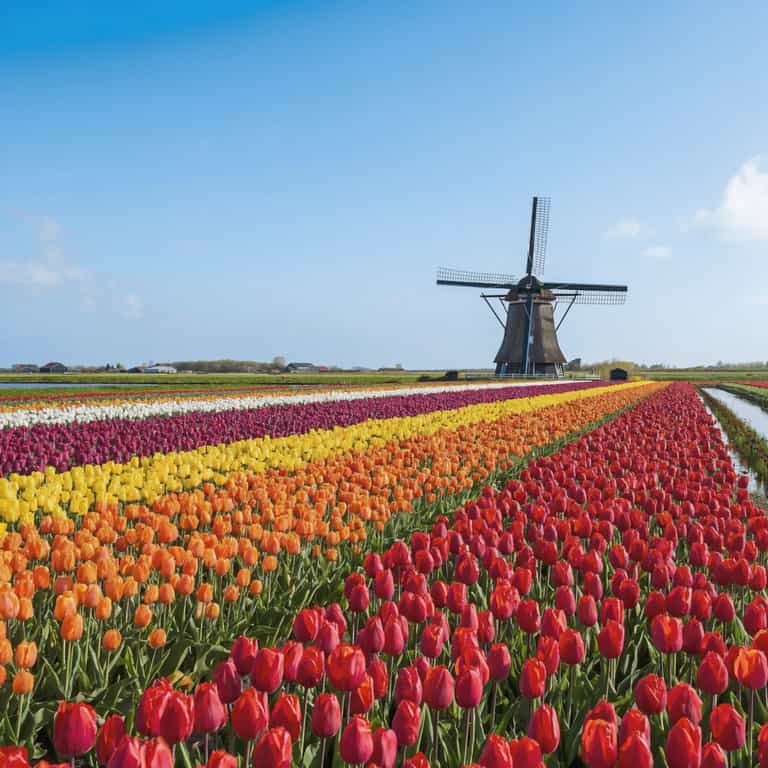 Tulips to the Dutch Windmill