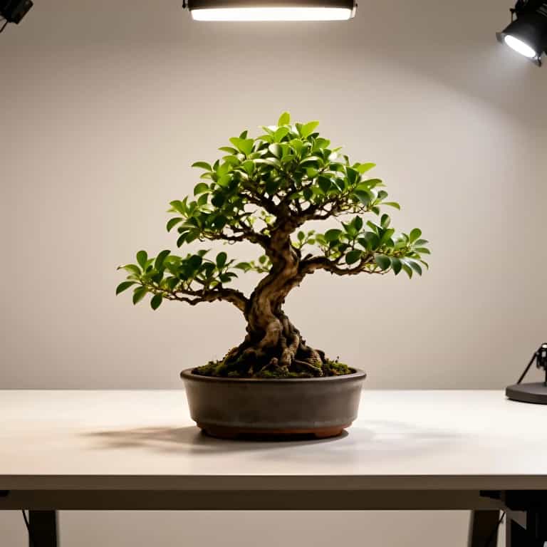 Bonsai in Focused Studio Light