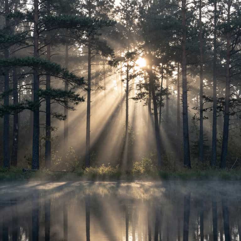Sunbeams Through Misty Pine Grove