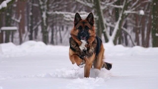 A german shepherd dog runs through the snow