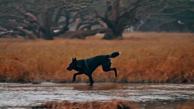 a dog running through a bog