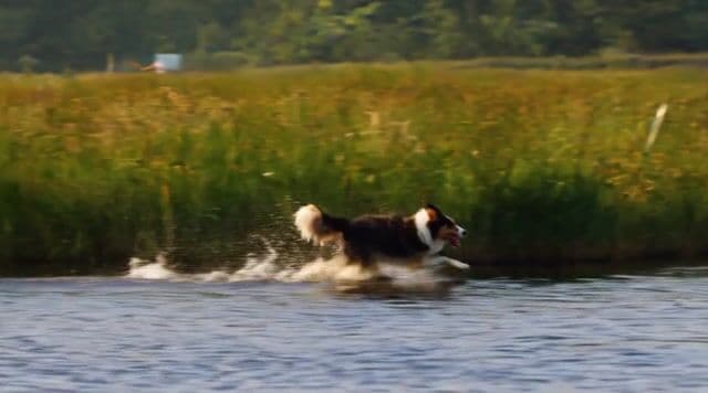 a dog running through a bog