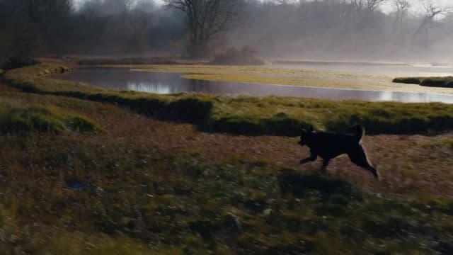 a dog running through a bog