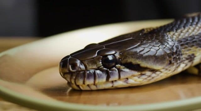 a snake slithering on a plate