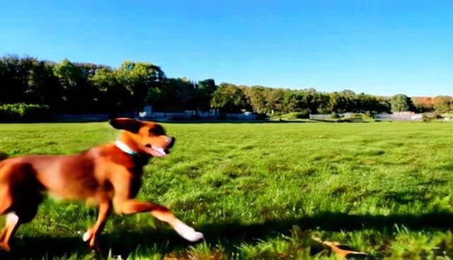 a dog running after a squirrel
