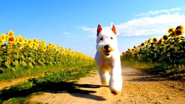 A high-energy pure white Wire Fox Terrier sprinting at full speed through a narrow dirt path surrounded by endless sunflower fields. The dog's **entire body is pure white, from head to paws, with no black or brown markings**. Its wiry fur bounces with every powerful stride, ears flapping slightly in the warm summer breeze, and its sharp eyes remain focused forward.

The golden sunflower fields stretch endlessly on both sides, their bright petals swaying gently in the wind. The sky is a brilliant shade of blue with a few scattered white clouds. As the terrier dashes forward, **small dust particles lift from the dirt road beneath its paws**, enhancing the sense of speed.

📷 **Cinematic Camera Motion**:  
A **low-angle forward-facing tracking shot**, where the camera is positioned slightly ahead of the dog, smoothly moving backward while keeping the dog perfectly centered. The golden sunflowers create a stunning contrast against the dog's pristine white fur, making the scene visually striking.
