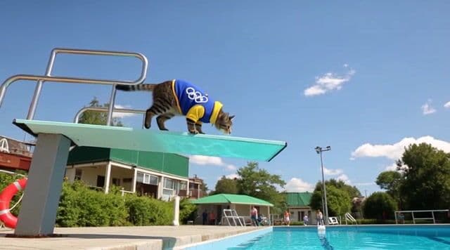 A sleek, determined cat, wearing a tiny Olympic uniform, stands poised on a high diving platform at an outdoor swimming pool during a bright, sunny day, with a cheering crowd faintly audible in the background. The camera, shot on 35mm with a wide-angle anamorphic lens, starts with a slow dolly-in from a low angle, capturing the cat's focused expression before it leaps with incredible agility, twisting mid-air in a perfect dive, and splashes into the crystal-clear water with a dynamic ripple effect. This 10-second clip, in 4K at 24 fps with cinematic color grading, emphasizes vibrant blues and natural lighting for an energetic, triumphant mood.