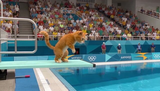 televised footage of a CAT is doing an acrobatic dive into a swimming pool at the olympics, from a 10m high diving board, flips and spins