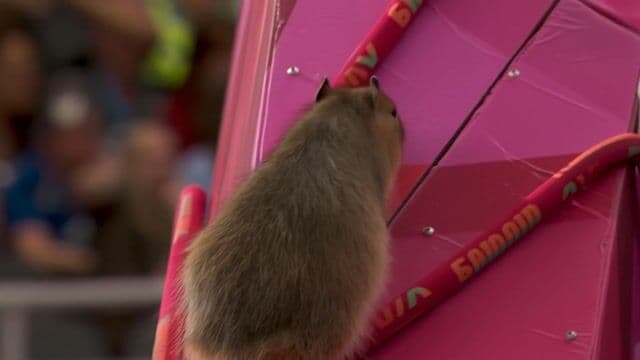 A Capybara speed climbs up a wall in the Olympics
