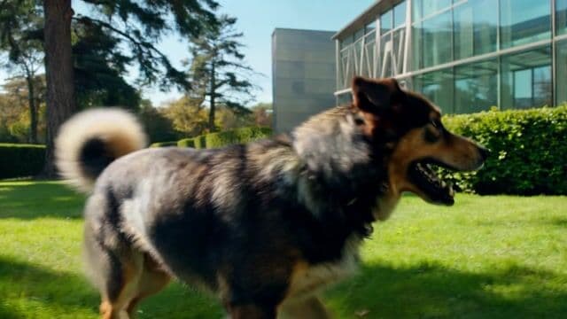A determined dog barks sharply, then sprints through a vibrant green grassy field toward a modern glass building, leaping over neatly trimmed hedges with powerful bounds, before smashing through a large glass window with a dramatic shatter, glass fragments glinting in the sunlight. Filmed in a dynamic tracking shot with a 35mm anamorphic lens, the scene features a slow dolly-in as the dog runs, with shallow depth-of-field focusing on the dog against a softly blurred background, enhanced by natural cinematic lighting and subtle film grain at 24 fps. This intense 10-second sequence unfolds in 4K resolution with a 16:9 aspect ratio, capturing a tense and urgent atmosphere under a clear midday sky.