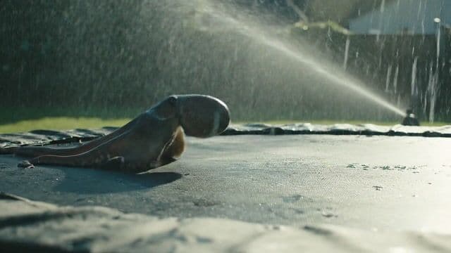 { "scene": "An octopus somehow ends up in a suburban backyard and slithers onto a trampoline, its tentacles spreading out in all directions. It tries to bounce — clumsily, with suction cups sticking briefly to the surface before releasing. The movement is weirdly graceful and hilarious. A sprinkler gently sprays in the background, mist catching the sunlight.", "camera": "Fixed mid-wide angle from the side of the trampoline at ground level, like a security cam or home video. Slight lens compression and sun flare in the top corner. Shallow depth of field on the octopus motion.", "color_and_tone": { "palette": "Greens, hose-wet trampoline black, soft blues from the sprinkler mist — all slightly desaturated and sun-faded", "mood": "Delightful, bizarre, real — the kind of thing you'd rewind 3 times saying ‘What the hell did I just watch?’" }, "quality_and_realism": { "enhancers": [ "realistic octopus tentacle movement and skin texture", "suction cup interaction with trampoline surface", "moisture glistening in the sunlight on skin and trampoline fabric", "gentle spray from backyard sprinkler casting water particles through sunbeams", "accurate trampoline dip and vibration from tentacle pressure" ] }, "motion": "The octopus slowly inches forward, then flops its body upward in a half-bounce, followed by tentacles flailing slightly in mid-air before landing in a wet slurp. It pauses, blinks (somehow), then tries again — determined but confused.", "negative_prompt": "cartoon octopus, dry skin, floating bounce, fake trampoline motion, stylized environment, underwater lighting" }