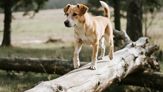 {
  "shot_composition": "A medium close-up shot of a tan-colored dog standing alertly on a large fallen log, captured from a slightly low angle with a shallow depth of field that sharply focuses on the dog and log while softly blurring the background trees and grassy field, using what appears to be a wide-angle lens to emphasize the natural outdoor environment.",
  "scene_setting": "The scene is set in a lush forested area with tall evergreen pine trees surrounding an open grassy meadow, under natural daylight with a partly cloudy sky providing soft, diffused lighting that casts gentle shadows on the ground and highlights the textures of the bark and grass.",
  "subject_wardrobe": "A medium-sized dog with light tan fur, white markings on its muzzle, chest, and paws, floppy ears, and a curled tail, standing poised with an alert expression and no clothing or accessories.",
  "motion_animation": "The dog dynamically balances and walks forward along the fallen log with energetic steps, its tail wagging vigorously side to side, ears flapping slightly, and head turning to scan the surroundings, while subtle wind animates the grass and tree branches in the background for a lively, playful motion lasting 5-10 seconds.",
  "camera_movement": "The camera smoothly pans from left to right following the dog's movement along the log, starting at eye level and gradually zooming in slightly to capture the dynamic action, creating a sense of energy and exploration in the forest setting.",
  "visual_style": "Realistic outdoor photography style with natural earthy tones of greens, browns, and tans, a serene yet vibrant mood enhanced by soft natural lighting and high detail in fur textures, bark, and foliage to match the uploaded image's aesthetic."
}