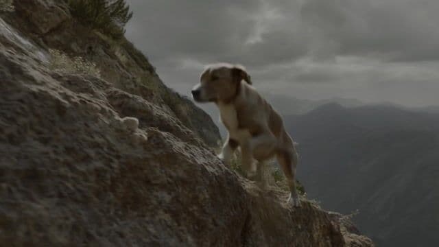 a dog speed climbing a mountain