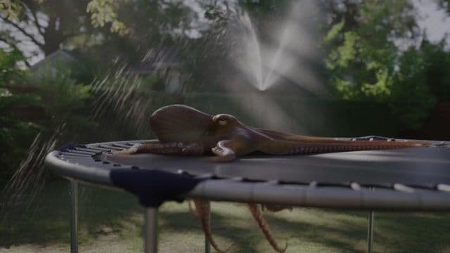 === Scene ===

Description: An octopus somehow ends up in a suburban backyard and slithers onto a trampoline, its tentacles spreading out in all directions. It tries to bounce — clumsily, with suction cups sticking briefly to the surface before releasing. The movement is weirdly graceful and hilarious. A sprinkler gently sprays in the background, mist catching the sunlight.
Tone: {"palette":"Greens, hose-wet trampoline black, soft blues from the sprinkler mist — all slightly desaturated and sun-faded","mood":"Delightful, bizarre, real — the kind of thing you'd rewind 3 times saying ‘What the hell did I just watch?’"}, {"enhancers":["realistic octopus tentacle movement and skin texture","suction cup interaction with trampoline surface","moisture glistening in the sunlight on skin and trampoline fabric","gentle spray from backyard sprinkler casting water particles through sunbeams","accurate trampoline dip and vibration from tentacle pressure"]}, cartoon octopus, dry skin, floating bounce, fake trampoline motion, stylized environment, underwater lighting

=== Shot ===

Composition: Fixed mid-wide angle from the side of the trampoline at ground level, like a security cam or home video. Slight lens compression and sun flare in the top corner. Shallow depth of field on the octopus motion.
Camera Motion: The octopus slowly inches forward, then flops its body upward in a half-bounce, followed by tentacles flailing slightly in mid-air before landing in a wet slurp. It pauses, blinks (somehow), then tries again — determined but confused.