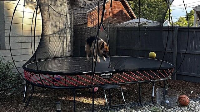 {
  "shot": {
    "composition": "wide shot capturing the entire circular trampoline in a suburban backyard, framed to include the house, fence, trees, and foreground rocks and flowers, shot on Sony A7S III with 24mm wide angle lens and deep depth of field",
    "camera_motion": "slow tracking shot circling the trampoline as the dog jumps, starting from a low angle and panning upward to follow the motion",
    "frame_rate": "30fps",
    "film_grain": "light natural grain for realistic outdoor footage"
  },
  "subject": {
    "age": null,
    "description": "adult German Shepherd dog with black and tan fur, pointed ears, alert expression, muscular build",
    "wardrobe": "",
    "anatomy": "positioned in mid-jump on the trampoline mat, legs extended, body arched upward with tail slightly raised"
  },
  "scene": {
    "location": "suburban backyard with a single-story house and wooden fence",
    "time_of_day": "bright sunny afternoon",
    "environment": "large circular trampoline with black safety net enclosure and red frame accents, surrounded by mulch ground, scattered rocks, yellow daisy-like flowers, green trees in the background, a satellite dish on the house roof, and a distant umbrella"
  },
  "visual_details": {
    "action": "the German Shepherd dog energetically jumps up and down on the trampoline mat, bouncing higher with each leap, paws pushing off the black surface while the yellow ball rolls slightly nearby",
    "props": "large black trampoline with red frame and black safety net, yellow ball on the mat, basketball on the ground, white and gray rocks in the foreground, yellow flowers blooming among plants, metal trampoline legs and supports"
  },
  "cinematography": {
    "lighting": "bright natural sunlight casting soft shadows on the trampoline and ground, with warm highlights on the dog's fur and yellow elements",
    "tone": "playful and energetic outdoor fun"
  },
  "audio": {},
  "color_palette": "vibrant greens from trees and grass, deep blacks on the trampoline, bright reds on the frame, sunny yellows from flowers and ball, blue sky with white
