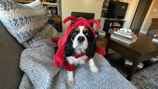 Opening shot: Close-up portrait of Cavalier King Charles Spaniel dog in red plush lobster costume on gray couch, face-forward with hood, claws, and tail visible; 50mm lens
Camera movement: Slow dolly-in to eyes and mouth over 5 seconds
Subject and action: Dog's eyes widen crazily with manic stare, mouth opens wide barking repeatedly, tongue darts out licking lips and air energetically
Motion cues: Costume claws twitch forward, fabric ruffles with barks; couch fabric shifts subtly under paws; background shelves parallax slowly rearward
Scene setting: Cozy indoor living room, bookshelves and pillows around, soft natural window light, warm playful atmosphere
Aesthetic and grade: Vibrant photographic realism, saturated reds on costume, warm golden hour tones, shallow depth of field
