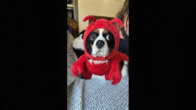 The dog is looking around barking