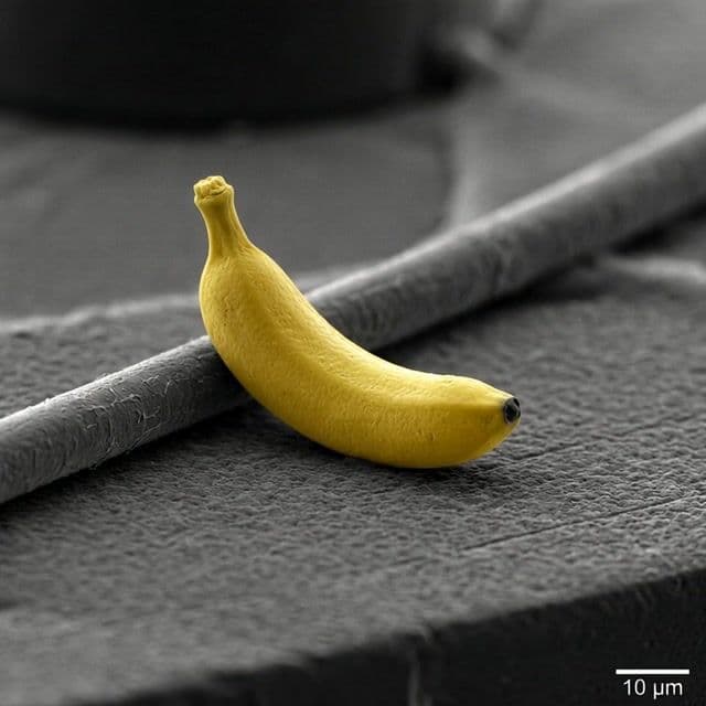 A macro close-up shot of a tiny yellow nano banana curved with stem upright, lying diagonally across a textured gray fibrous surface with thin rods nearby and a 10 μm scale bar, captured in high-contrast electron microscope style with grayscale tones and isolated vibrant yellow on the fruit. The banana starts minuscule then steadily grows enormously larger, swelling and elongating as the camera slowly dollies back for scale, foreground fibers shifting subtly slower than the receding background surface, building tension until it massively explodes outward, peel rupturing dynamically to burst beyond the confined microscopic environment. Sharp depth of field emphasizes peeling details against the rough gray texture under neutral, stark lighting.