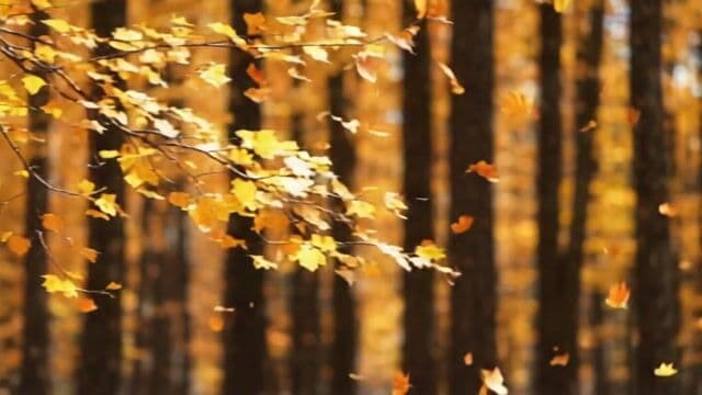 golden autumn forest, gentle camera pan, leaves drifting in the breeze