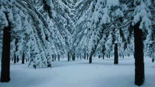 snow falling softly over a quiet pine forest, slow dolly forward, soft winter light