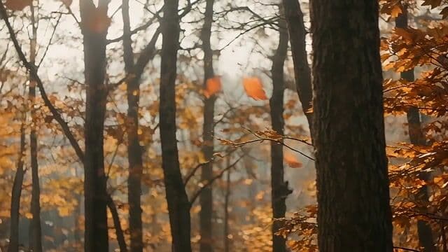 autumn leaves falling in a quiet forest, soft sunlight filtering through the trees, slow pan