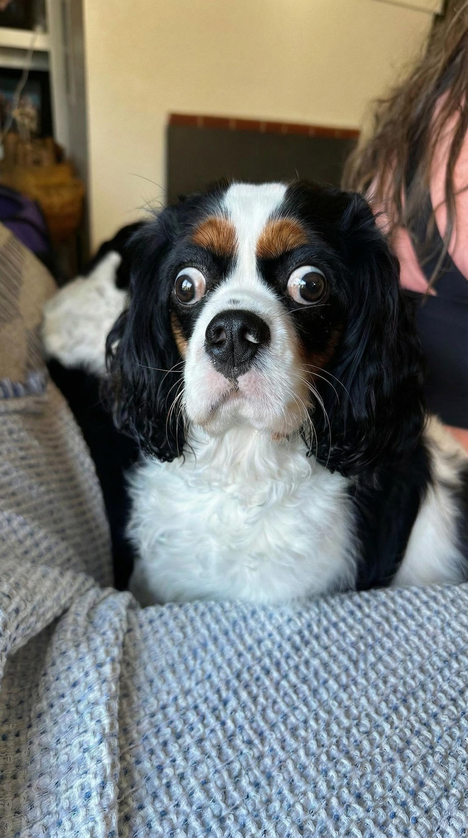 Give the dog crazy eyes like the man (edited with Google Nano Banana Pro)