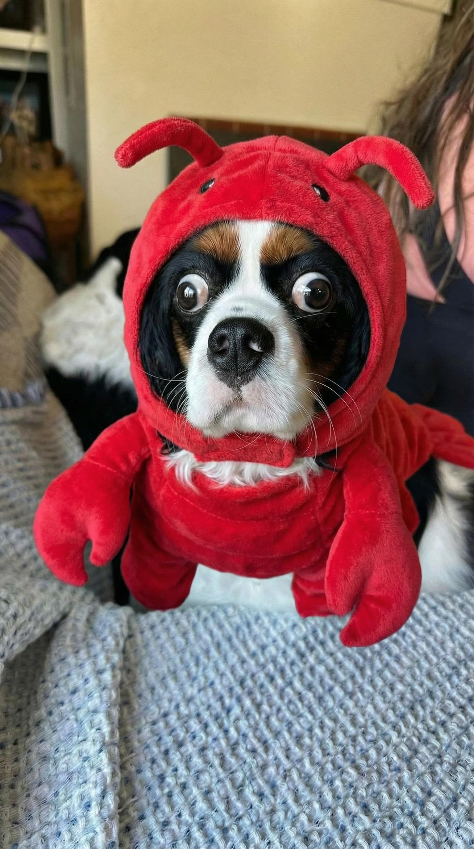 Make the dog dressed like a lobster (edited with Google Nano Banana Pro)
