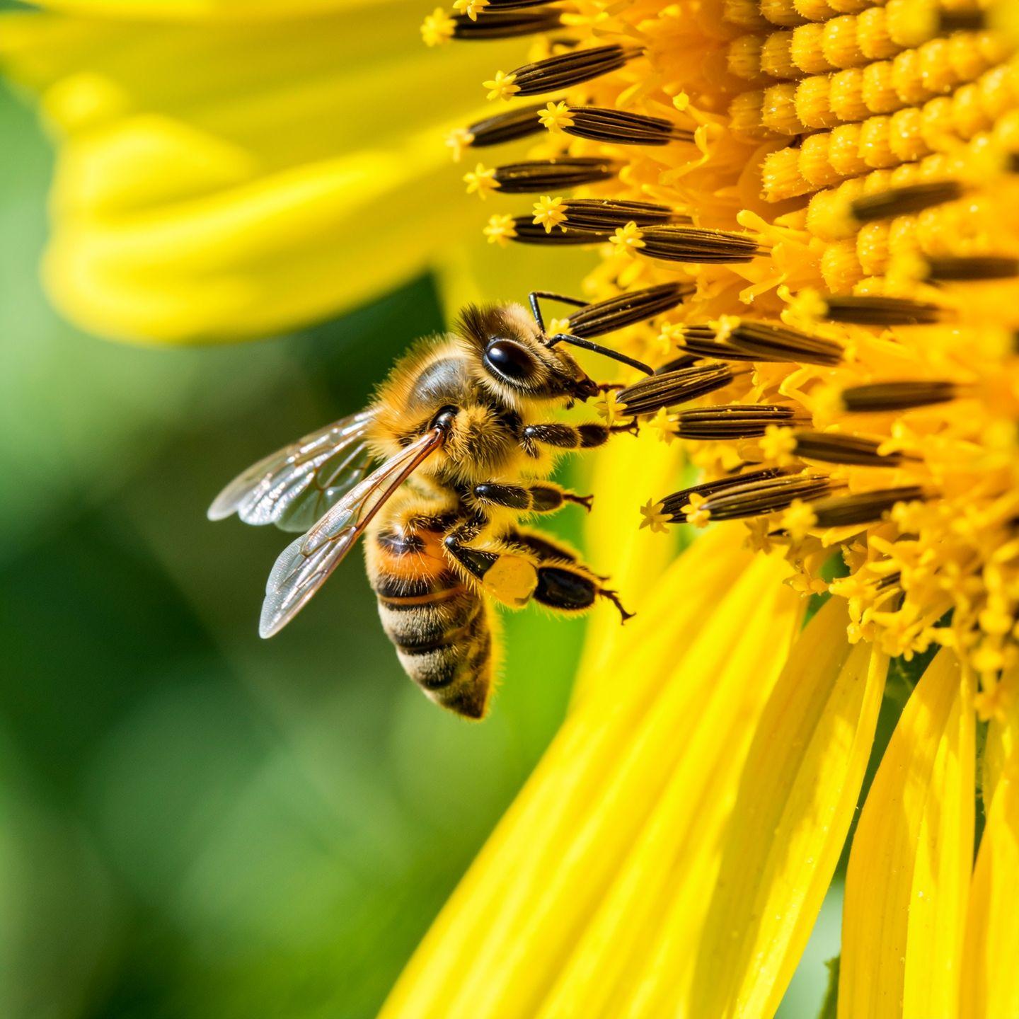 A close-up of a bee collecting pollen from a sunflower, wings mid-flutter, macro detail, soft bokeh