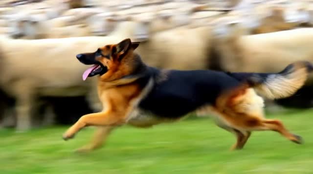 A German Shepherd, with laser focus, dodges and weaves through a flock of sheep, moving them with balletic precision, all in slow motion for dramatic effect, but the clip speeds up to normal time as it transitions.
