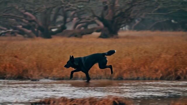 a dog running through a bog