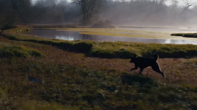 a dog running through a bog