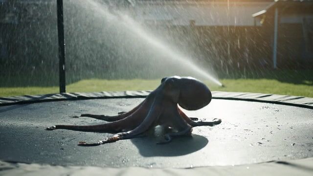 === Scene ===

Description: An octopus somehow ends up in a suburban backyard and slithers onto a trampoline, its tentacles spreading out in all directions. It tries to bounce — clumsily, with suction cups sticking briefly to the surface before releasing. The movement is weirdly graceful and hilarious. A sprinkler gently sprays in the background, mist catching the sunlight.
Tone: {"palette":"Greens, hose-wet trampoline black, soft blues from the sprinkler mist — all slightly desaturated and sun-faded","mood":"Delightful, bizarre, real — the kind of thing you'd rewind 3 times saying ‘What the hell did I just watch?’"}, {"enhancers":["realistic octopus tentacle movement and skin texture","suction cup interaction with trampoline surface","moisture glistening in the sunlight on skin and trampoline fabric","gentle spray from backyard sprinkler casting water particles through sunbeams","accurate trampoline dip and vibration from tentacle pressure"]}, cartoon octopus, dry skin, floating bounce, fake trampoline motion, stylized environment, underwater lighting

=== Shot ===

Composition: Fixed mid-wide angle from the side of the trampoline at ground level, like a security cam or home video. Slight lens compression and sun flare in the top corner. Shallow depth of field on the octopus motion.
Camera Motion: The octopus slowly inches forward, then flops its body upward in a half-bounce, followed by tentacles flailing slightly in mid-air before landing in a wet slurp. It pauses, blinks (somehow), then tries again — determined but confused.