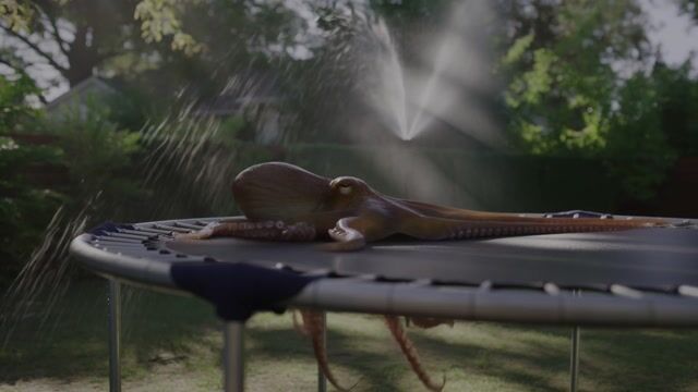=== Scene ===

Description: An octopus somehow ends up in a suburban backyard and slithers onto a trampoline, its tentacles spreading out in all directions. It tries to bounce — clumsily, with suction cups sticking briefly to the surface before releasing. The movement is weirdly graceful and hilarious. A sprinkler gently sprays in the background, mist catching the sunlight.
Tone: {"palette":"Greens, hose-wet trampoline black, soft blues from the sprinkler mist — all slightly desaturated and sun-faded","mood":"Delightful, bizarre, real — the kind of thing you'd rewind 3 times saying ‘What the hell did I just watch?’"}, {"enhancers":["realistic octopus tentacle movement and skin texture","suction cup interaction with trampoline surface","moisture glistening in the sunlight on skin and trampoline fabric","gentle spray from backyard sprinkler casting water particles through sunbeams","accurate trampoline dip and vibration from tentacle pressure"]}, cartoon octopus, dry skin, floating bounce, fake trampoline motion, stylized environment, underwater lighting

=== Shot ===

Composition: Fixed mid-wide angle from the side of the trampoline at ground level, like a security cam or home video. Slight lens compression and sun flare in the top corner. Shallow depth of field on the octopus motion.
Camera Motion: The octopus slowly inches forward, then flops its body upward in a half-bounce, followed by tentacles flailing slightly in mid-air before landing in a wet slurp. It pauses, blinks (somehow), then tries again — determined but confused.