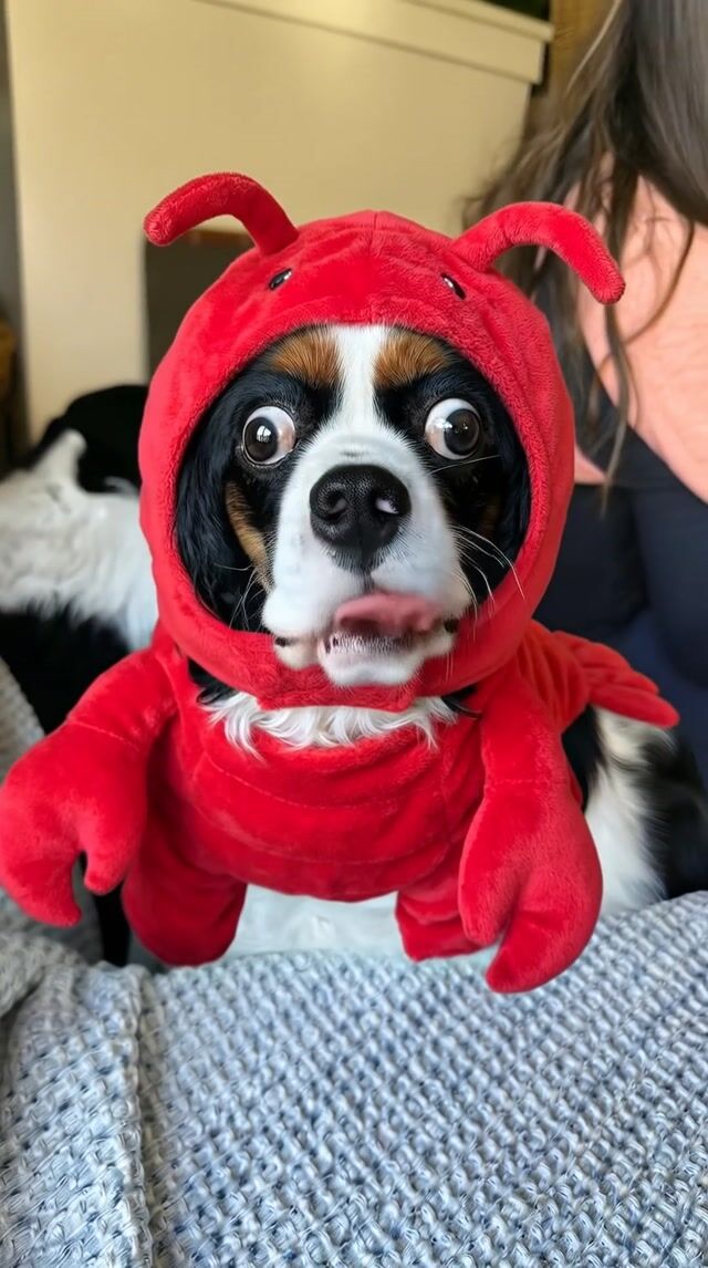 Opening shot: Medium close-up on Boston Terrier dog in plush red lobster costume with googly eyes and claws, wide-eyed face centered, eye-level angle, 50mm lens
Camera movement: Slow circular pan around dog's head, deliberate pace over 5 seconds
Subject and action: Dog licks lips repeatedly, barks with mouth opening wide, head tilts side-to-side while scanning around with bulging crazy eyes
Motion cues: Costume claws sway gently in foreground, background black dog shifts subtly behind, shelves parallax slowly
Scene setting: Cozy indoor bedroom on blue blanket, wooden shelves with baskets, soft natural window light, playful afternoon atmosphere
Aesthetic and grade: Vibrant pet portrait style, warm saturated reds, shallow depth of field, candid snapshot film grain