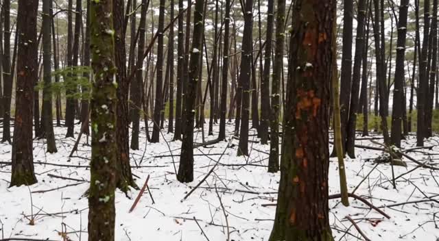 snow falling softly over a quiet pine forest, slow dolly forward, soft winter light