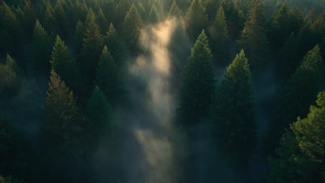Aerial push over a redwood canopy at first light, mist lying in the valleys between trunks. The camera descends into a shaft of light striking the forest floor and ferns. Cool green-blue grade, epic scale. Audio: birdsong waking, distant wind in the crowns.