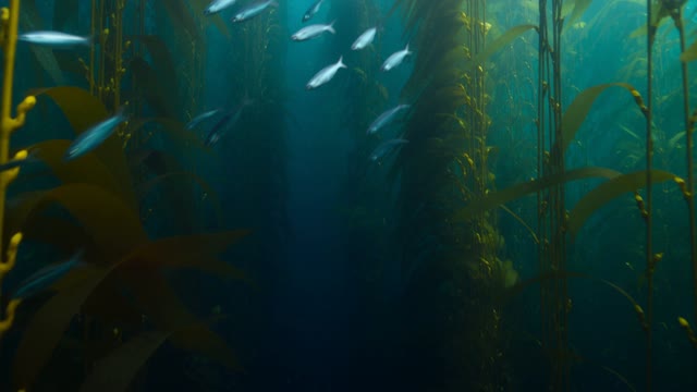 Underwater shot rising through a kelp forest toward the surface. Sunlight fractures into moving columns, small silver fish scatter around the camera. Deep teal falling to bright cyan, gentle buoyant motion. Audio: muffled water, distant whale tone.