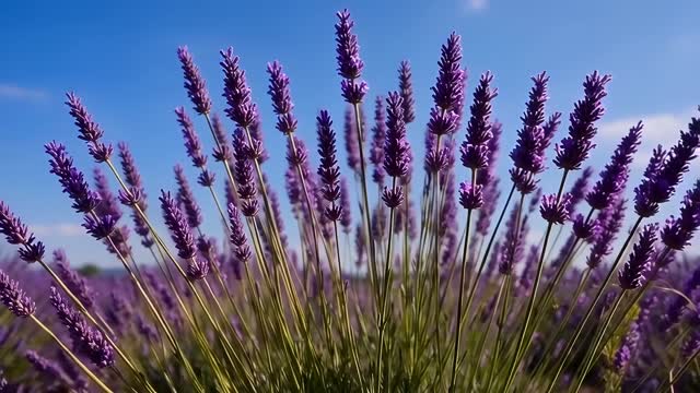 a field of lavender swaying gently in the breeze under a clear blue sky, slow drift