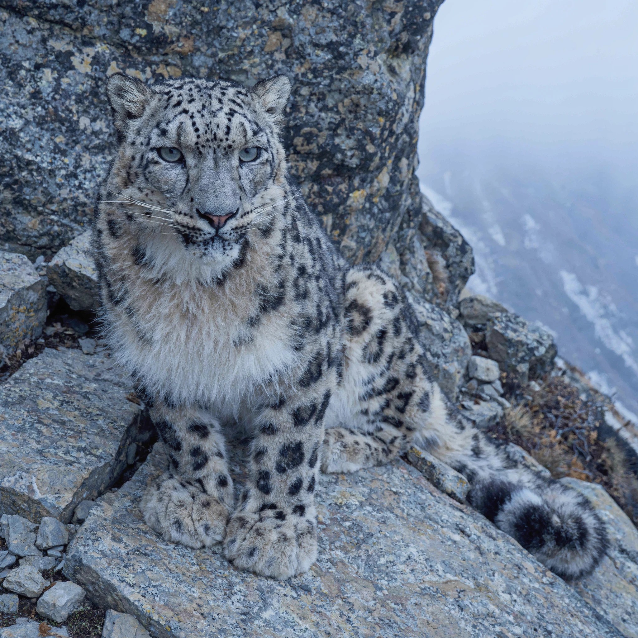 A snow leopard on a rocky Himalayan ledge, piercing eyes, crisp wildlife photography