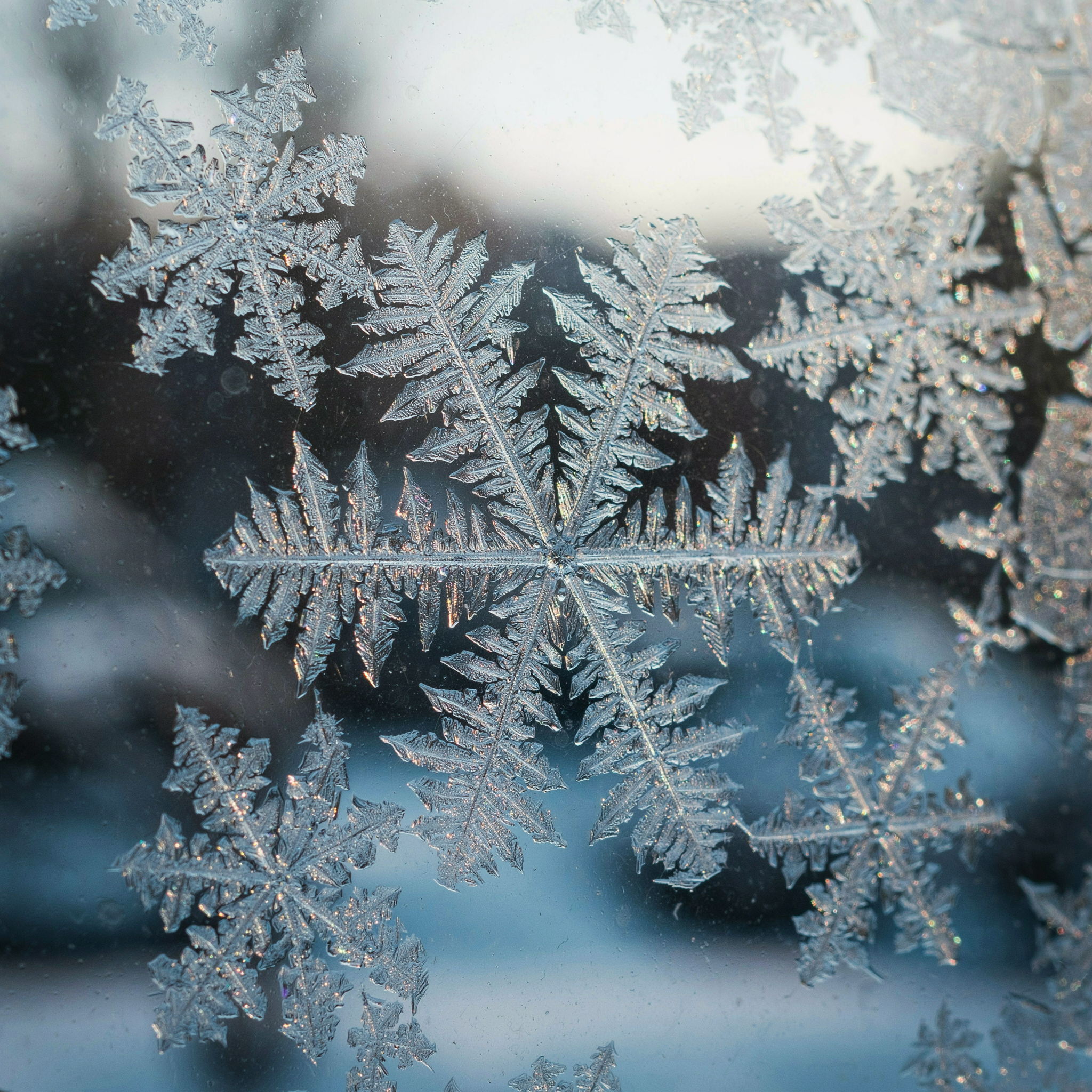 A macro shot of frost crystals forming on a windowpane, morning light refracting through the ice, deep blue and white tones, extreme detail