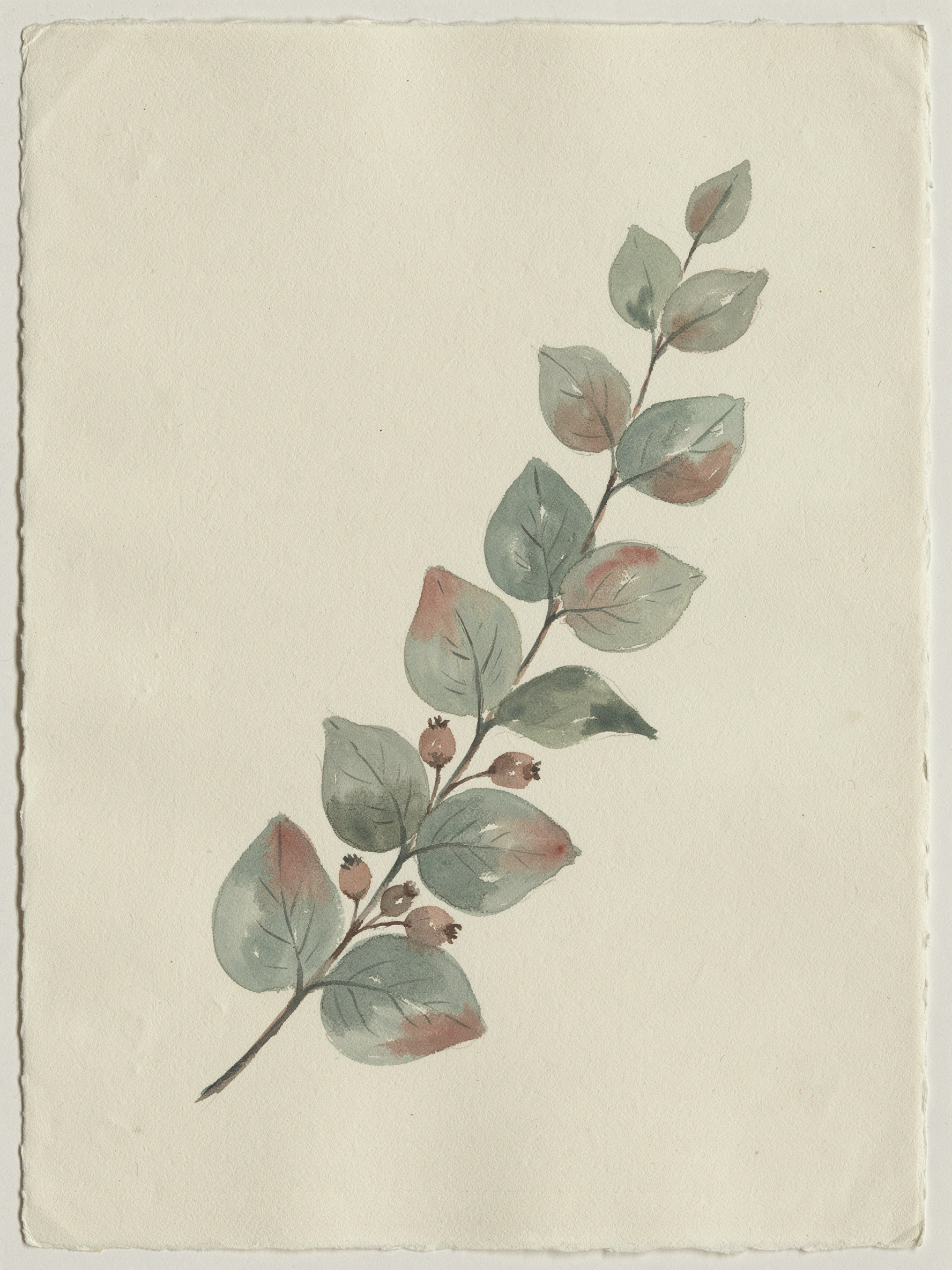 A watercolor botanical study of eucalyptus branches on cold-press paper, soft pigment blooms, muted sage and dusty rose, visible paper texture
