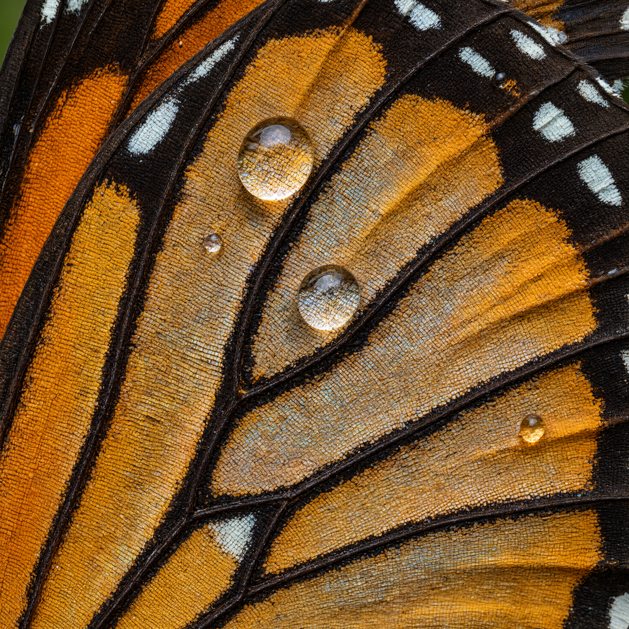 Macro photograph of a monarch butterfly wing, iridescent scales in orange and black, dewdrop magnifying the pattern, extreme detail